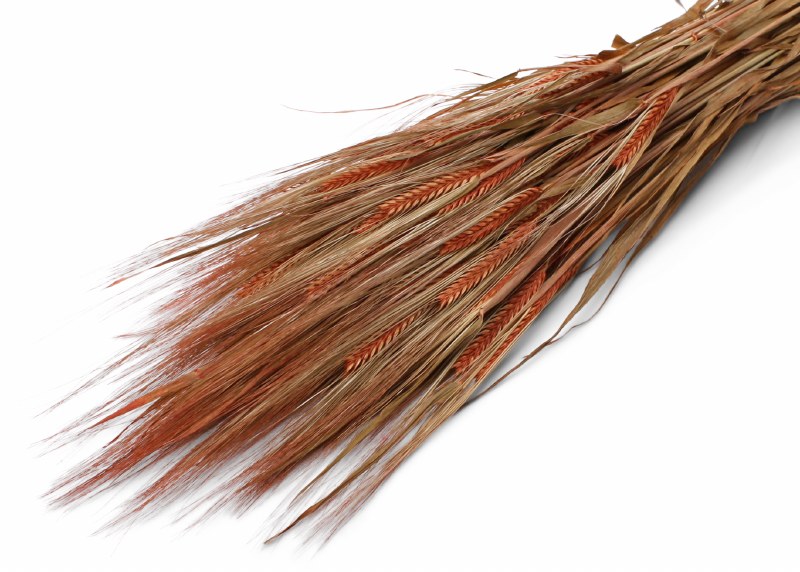 Picture of Dried Barley Terracotta 75cm 100g